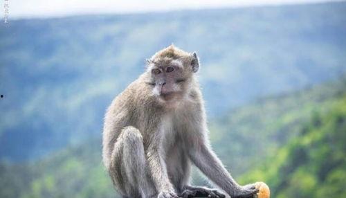 猴子最新爆料,猴子最新爆料，带你走进娱乐圈的幕后真相